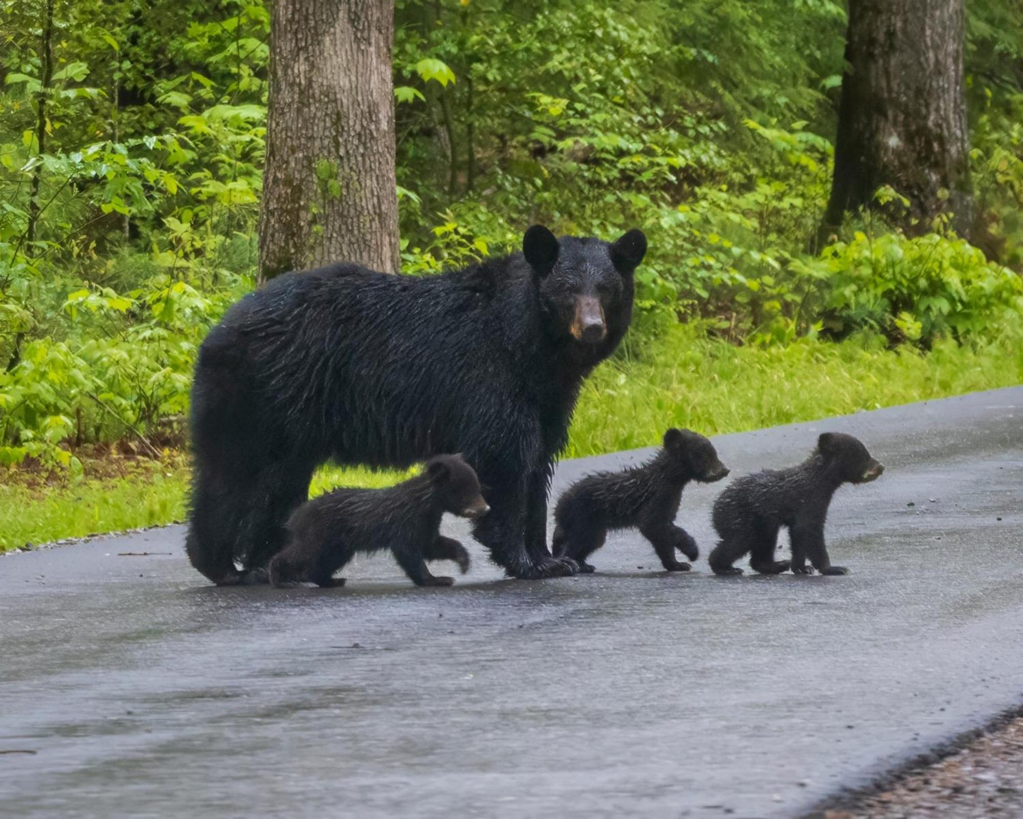 Вилла Smoky Mountain Gem Гатлинбург Экстерьер фото